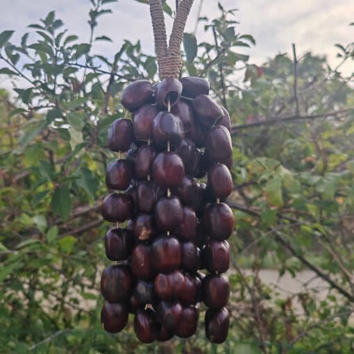 Grappe de fruit suspendue a une branche