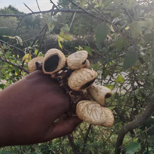 Main de sabrina angele tenant un assortiment de noix varies